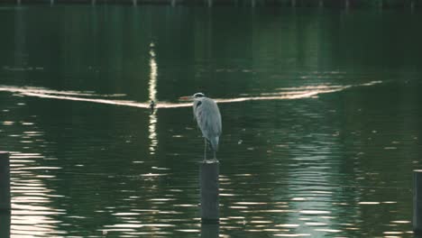 Gran-Garza-Azul-Se-Encuentra-En-El-Poste-De-Madera-En-El-Estanque-En-El-Parque-Senzokuike-En-Tokio,-Japón