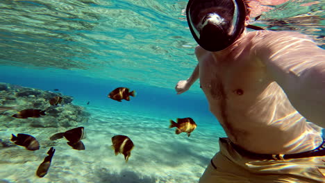 snorkeling in the red sea with fish in crystal clear water