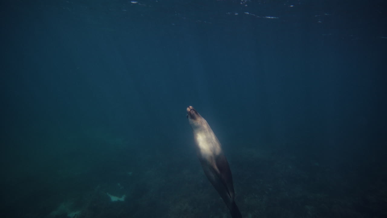 Deep underwater view of sea lion moving slowly in dark blue ocean near Neptune Islands