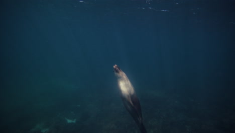 deep underwater view of sea lion moving slowly in dark blue ocean near neptune islands