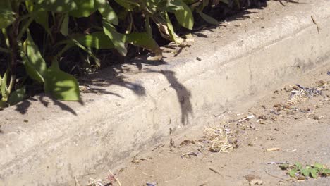 Static-view-of-the-chain-of-ants,-which-moves-over-the-side-pavement-into-the-green-leafy-plants-by-the-side-of-the-road-on-a-bright-sunny-day