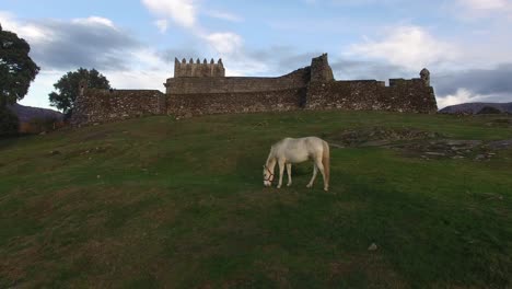 white horse with medieval castle in the background