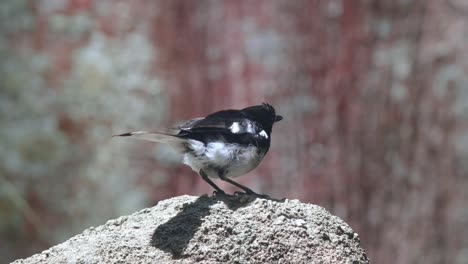 oriental magpie-robin perched on a rock preening itself