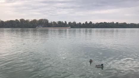 Frachtschiff-Auf-Der-Durchreise-Im-Hintergrund-Und-Zwei-Enten,-Die-Auf-Der-Donau-Schwimmen