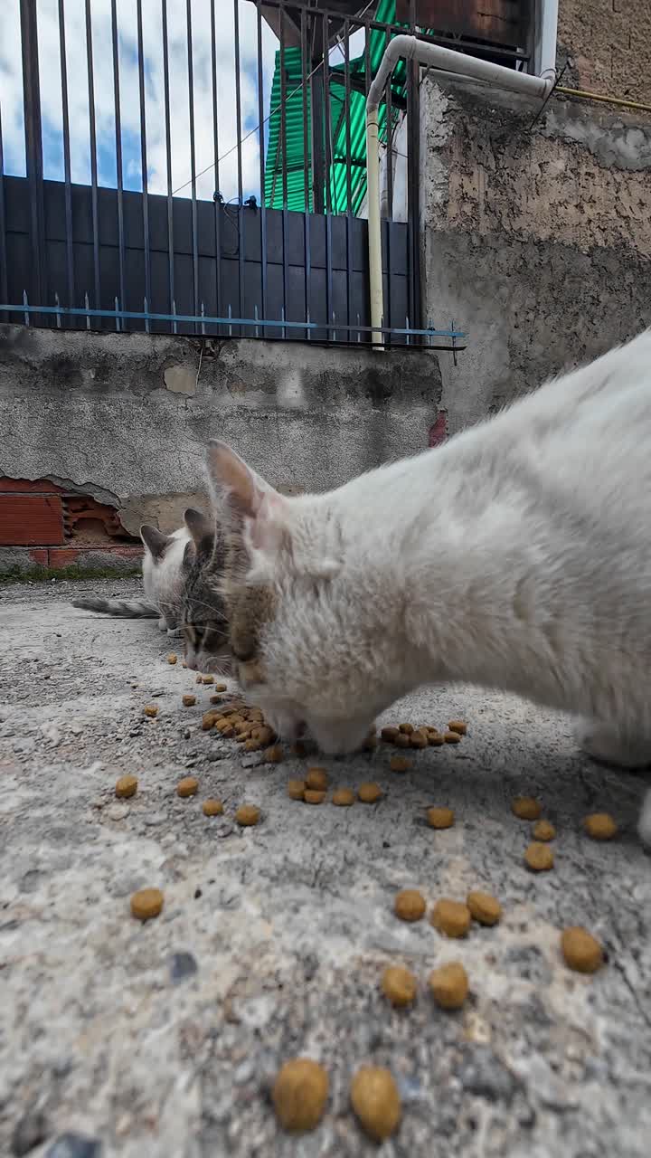 Vertical video low-angle, medium shot capturing act of solidarity, providing nourishment to small family of feral kittens in a harsh urban setting