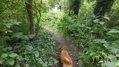 wide-angle-shot-of-a-small-brown-dog-slowly-walking-through-a-canadian-forest-in-the-summer