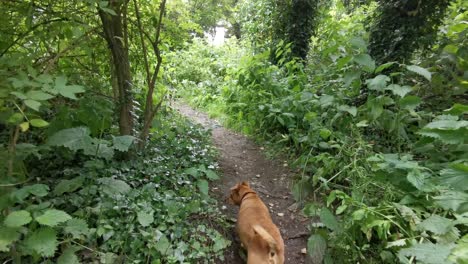 toma de gran angular de un pequeño perro marrón caminando lentamente por un bosque canadiense en el verano