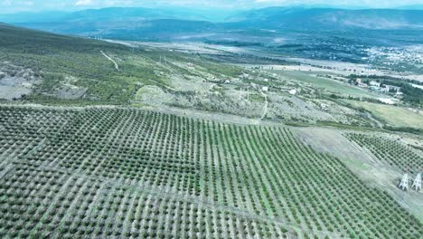 an agricultural expanse with lines of trees stretching far into the horizon, showing the combination of farming and natural beauty in a rural environment. the wide, clear sky