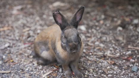 japan's rabbit island, close up shot of cute feral rabbit