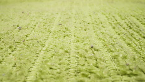 texture of light green fabric with seams as background