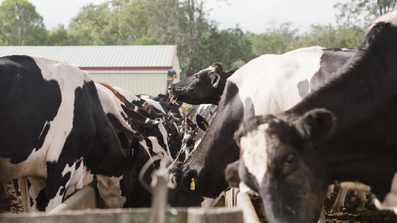 Cattle enjoying lunch at the farm