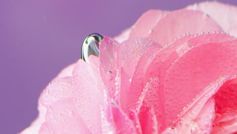 pink flower petal with water droplets and bubbles