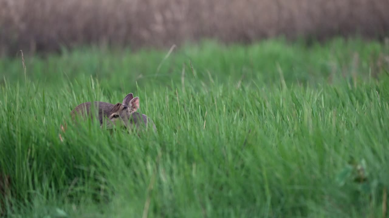 Frontal view of gray brocket deer peeking through tall green grass, partially concealed, looking toward camera, Parque Nacional Ibera, Corrientes, Argentina