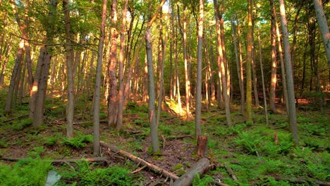 Imágenes-De-Video-De-Drones-Lentas,-Suaves-Y-Bajas-Que-Se-Mueven-A-Través-De-Un-Bosque-De-Helechos-Mágico,-Pacífico-Y-Con-Una-Hermosa-Luz-Dorada