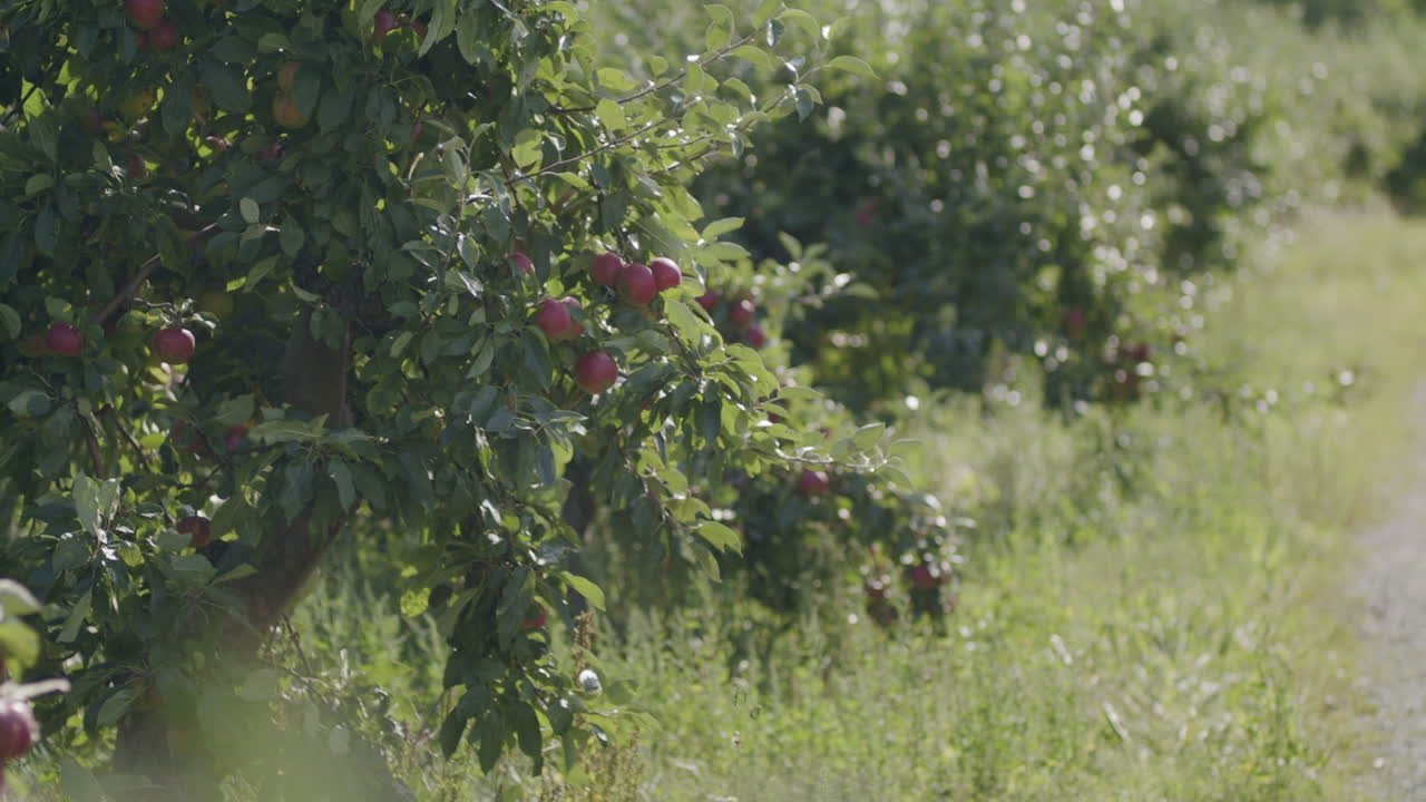 un disparo de un cultivo de manzanas disparado a través de hojas al sol, manzanas maduras rojas