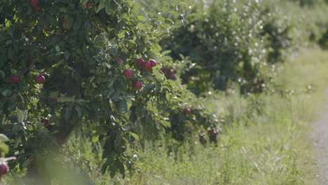 a dolly shot of a apple cultivation shot through leaves in the sun, red ripe apples