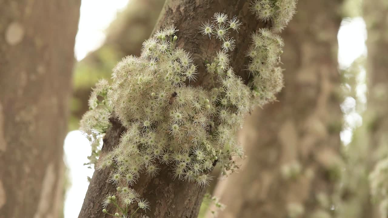 árbol de jabuticabeira con flores en el tronco, árbol nativo de la selva atlántica, brasil