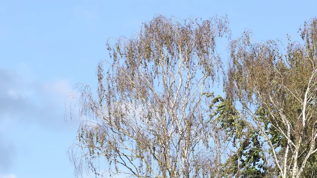 Top of a Silver Birch Tree, Betula pendula, blowing in a strong wind. Autumn. UK