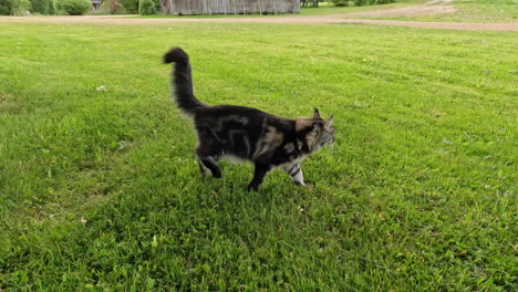 Close-up-shot-of-a-stray-cat-getting-scared-and-running-away-quickly-through-green-grass-at-daytime