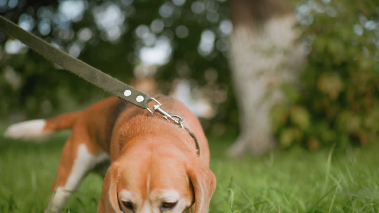 Beagle dog wearing studded collar standing alert in playground surrounded by green grass under soft morning light looking around attentively with calm and curious expression in outdoor setting