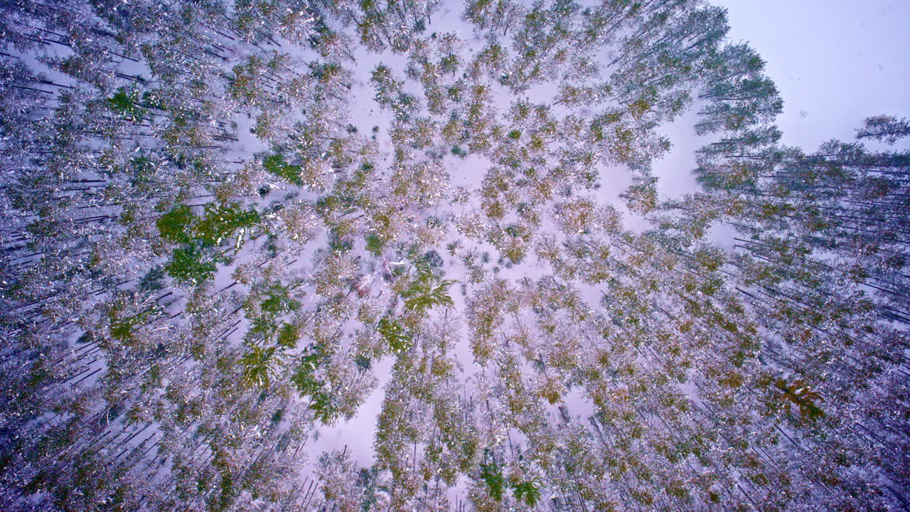 Veduta aerea con drone che guarda direttamente in basso su un paesaggio invernale innevato nel Michigan settentrionale