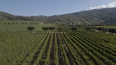 aerial view of a vineyard in lamego portugal, drone moving left showing the extension of the vineyard, parallel line of the vines and the mountain in the background