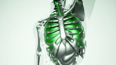 human lungs model with all organs and bones