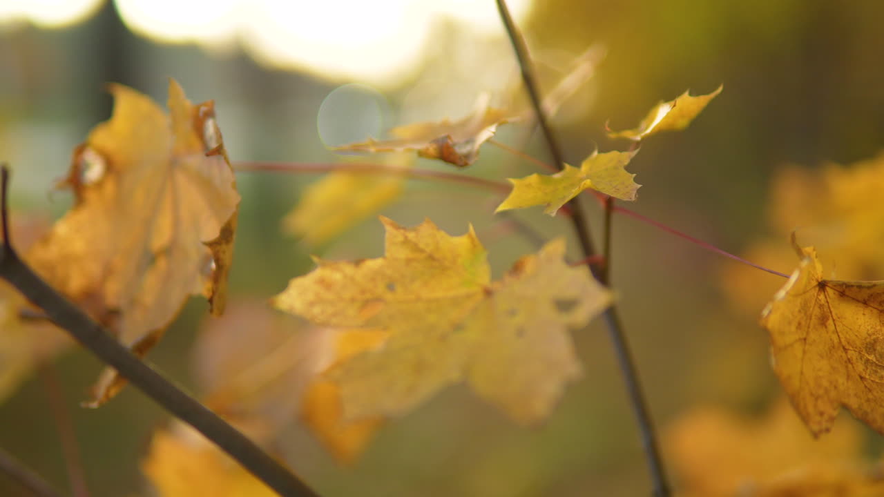 primer plano de hojas de otoño con luz solar dorada creando un efecto bokeh en el fondo