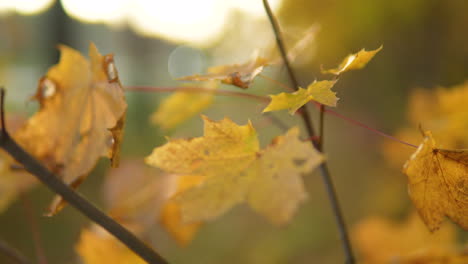 Nahaufnahme-Von-Herbstblättern-Mit-Goldenem-Sonnenlicht,-Das-Im-Hintergrund-Einen-Bokeh-Effekt-Erzeugt