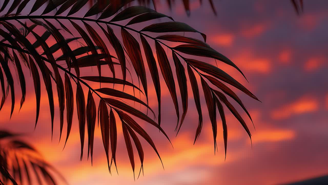 Silhouetted Palm Fronds Against a Vibrant Sunset Background Highlighting the Beauty and Tranquility of Nature's Evening Palette