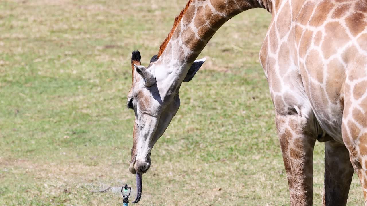 Giraffe bends to drink from water source