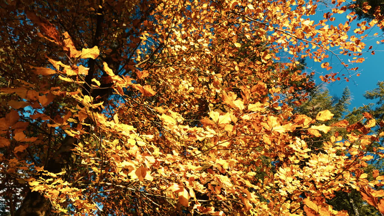 Orange Autumn Fall Leaves Crowns Moving Slowly During the Day in Nature