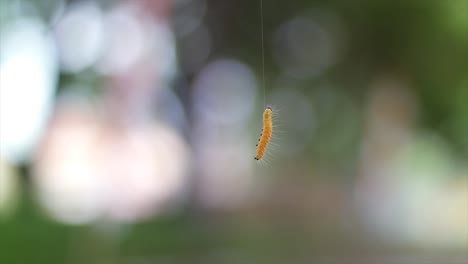 un primer plano de una oruga amarilla que sube a la rama de un árbol
