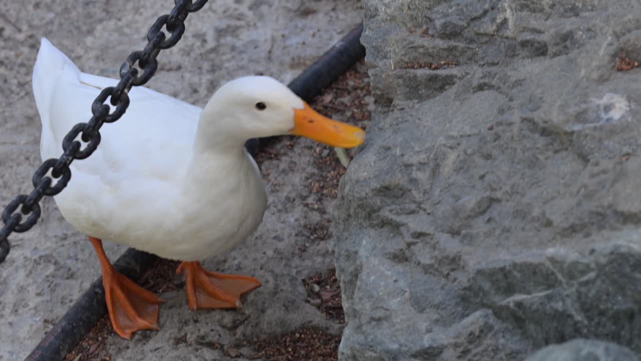A white duck splashes around in the calm lake water
