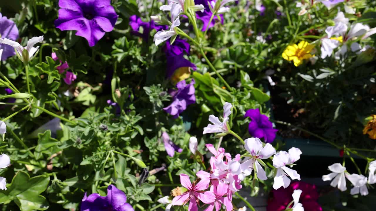 정원에서 꽃이 피는 여러 가지 꽃