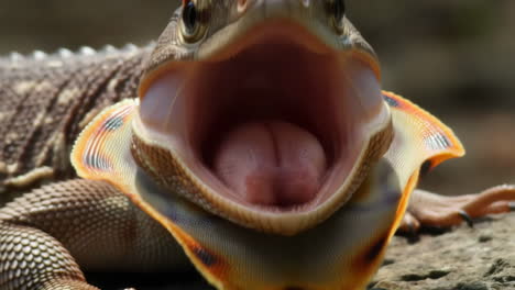 close-up of a lizard with its mouth wide open