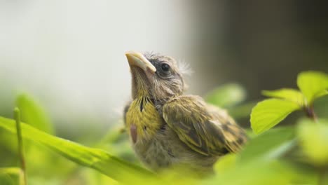 Nahaufnahme-Eines-Jungen-Safranfinken-Im-Wald