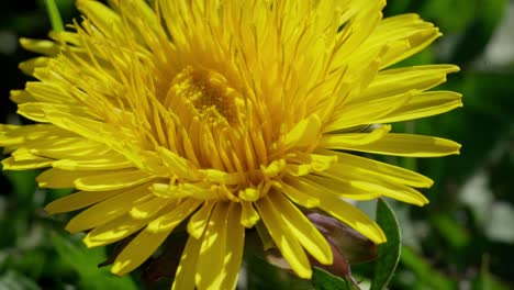 with petals bold and wild with cheer, dandelion says spring is here