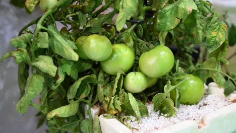 Auf-Dem-Landwirtschaftsfestival-In-Den-Vereinigten-Arabischen-Emiraten-Wurde-Eine-Selbst-Angebaute-Tomatenpflanze-Präsentiert