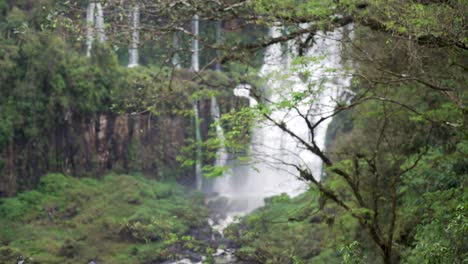 soft focus trees and tropical waterfalls