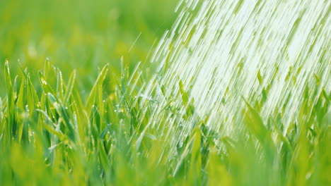 watering the green lawn water drops fall on juicy grass close-up shot