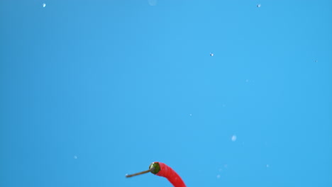 red chili pepper falling with water droplets on blue background