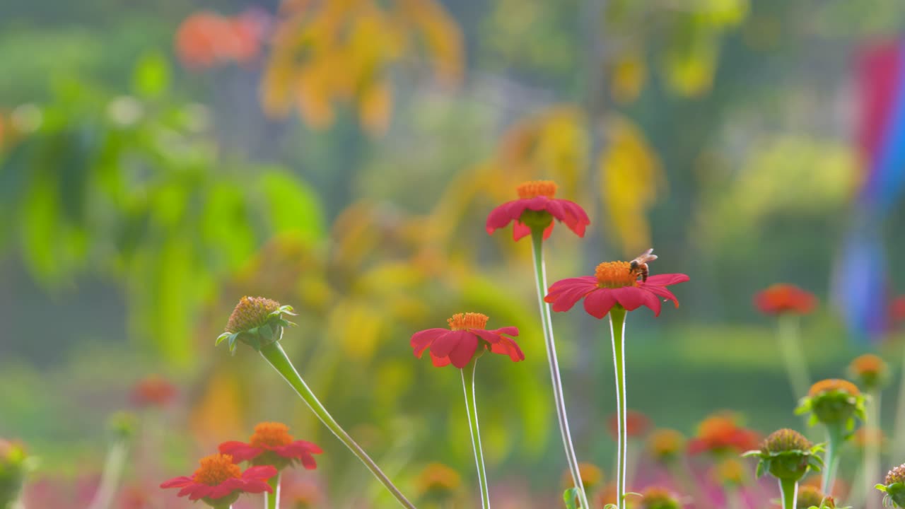 멕시코 해바라기에 꿀벌 착륙 및 꽃가루 수집