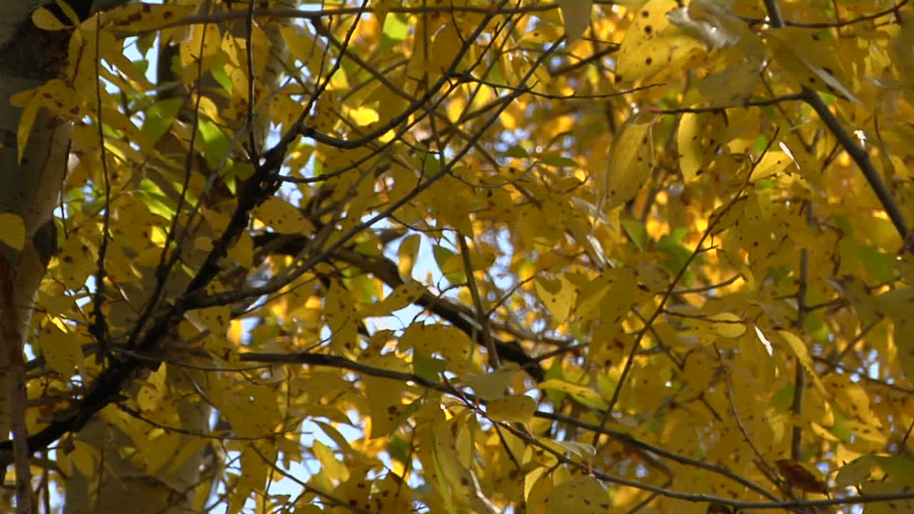 el viento susurra las hojas de otoño 2
