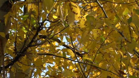 Der-Wind-Rauscht-Die-Herbstblätter-2