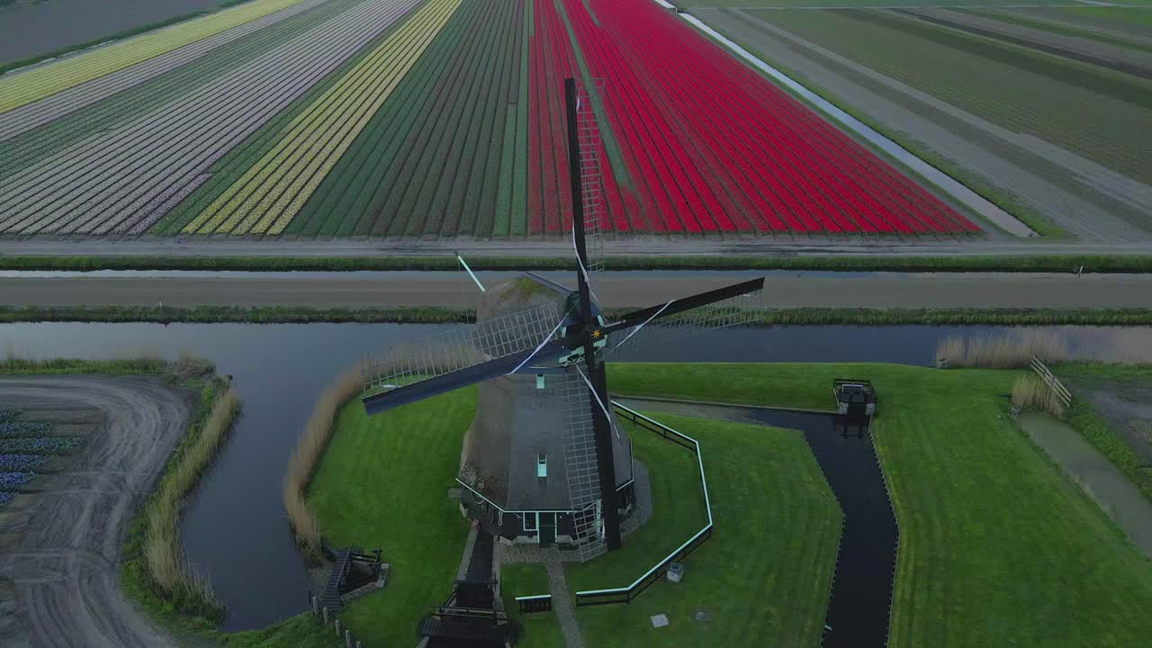 Vista aerea all'alba di campi di tulipani colorati e mulini a vento storici, Paesi Bassi