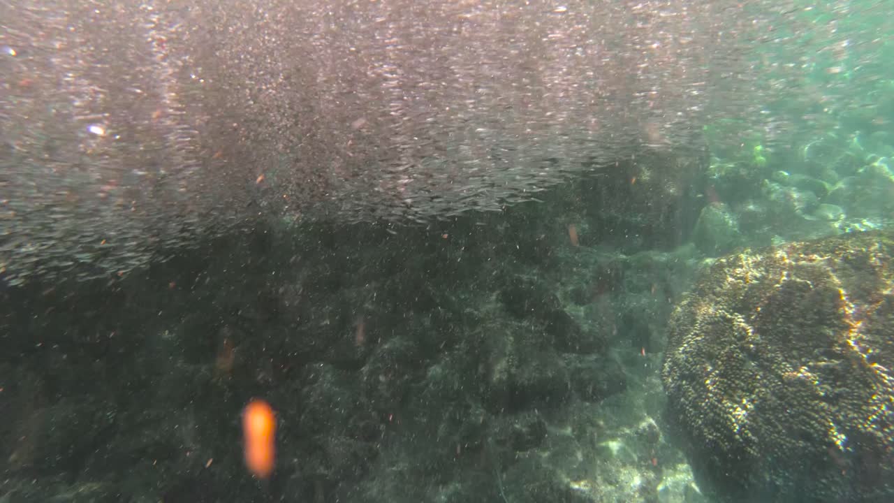 галапагосские пингвины охотятся на анчоусов под водой в огромном шаре приманки 2