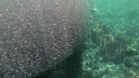 galapagos penguins hunt anchovies underwater in a huge bait ball 2