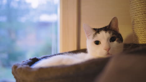 white and brown cat lies next to window and turns its head, close view