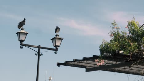 couple of coragyps atratus birds perched into a public street light lamp post resting and having a panoramic view of the surroundings during a sunny summer day with blue skies in panama city